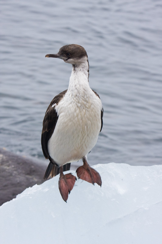 Antarctic Shag